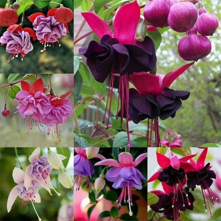 Flower Seeds, Seeds,Seeds For Planting,Plant Seeds
