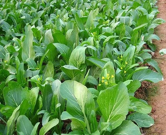 Choy Sum Seeds for Planting – Heirloom, Non-GMO, Tender Asian Leafy Green Vegetable – High Germination