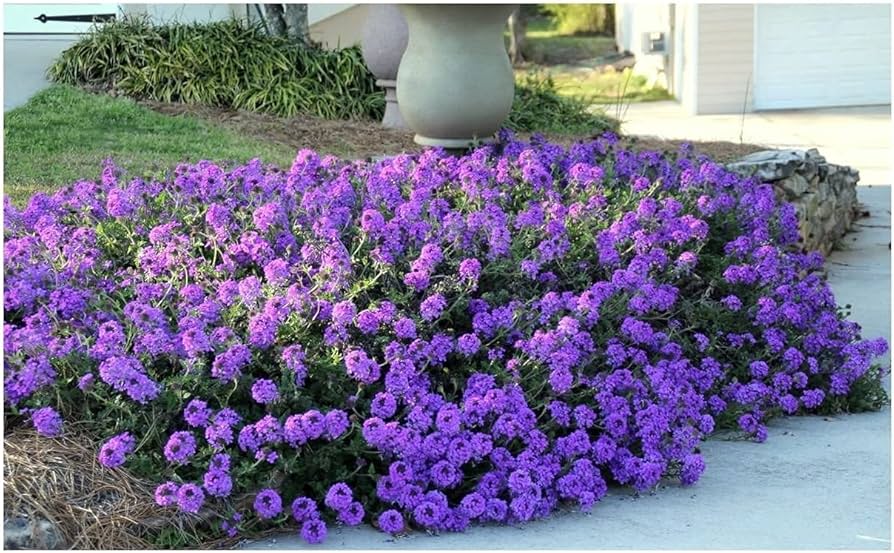 Purple Verbena Tenuisecta Flower Seeds for Planting – Heirloom, Non-GMO, High Germination Organic Garden Seeds