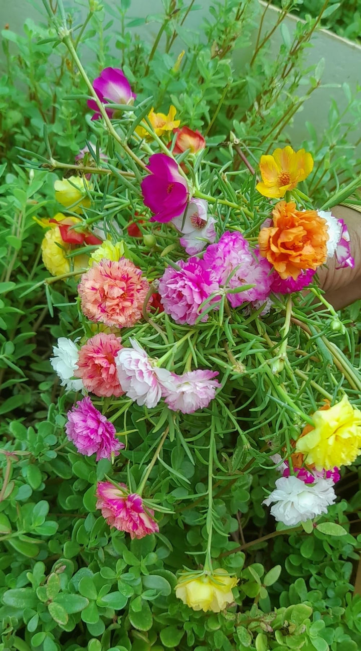 Portulaca Moss Rose Flower Seeds for Planting – Vibrant Colors, Heirloom &amp; Non-GMO Organic Garden Seeds