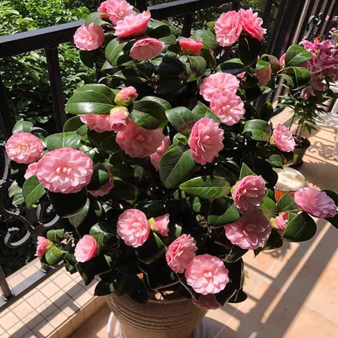 Pink Camellia Flower Seeds for Planting – Heirloom, Non-GMO, Cut-Flower Favorite Organic Garden Seeds
