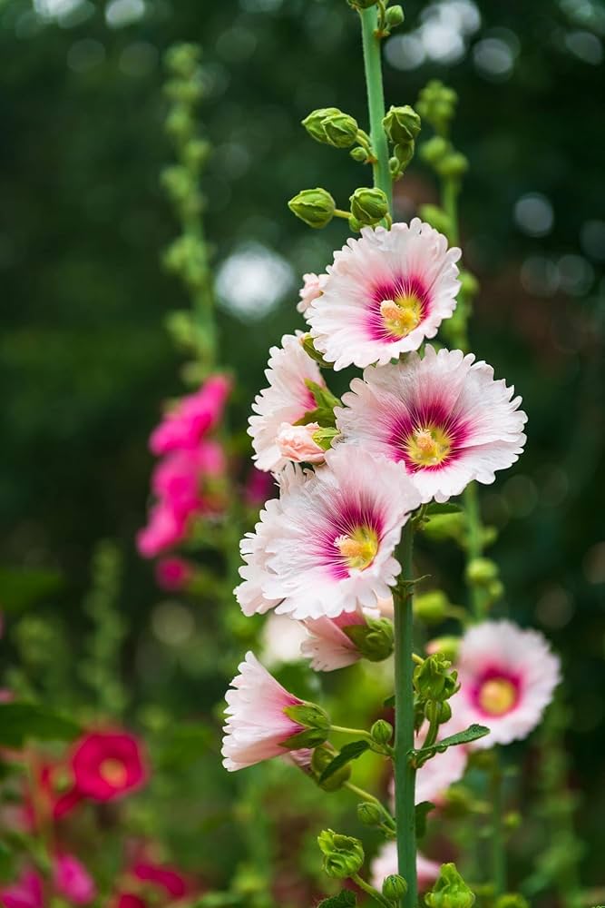 Hollyhock Pink White Flower Seeds for Planting – Organic, Heirloom & Non-GMO Tall Blooming Garden Favorites