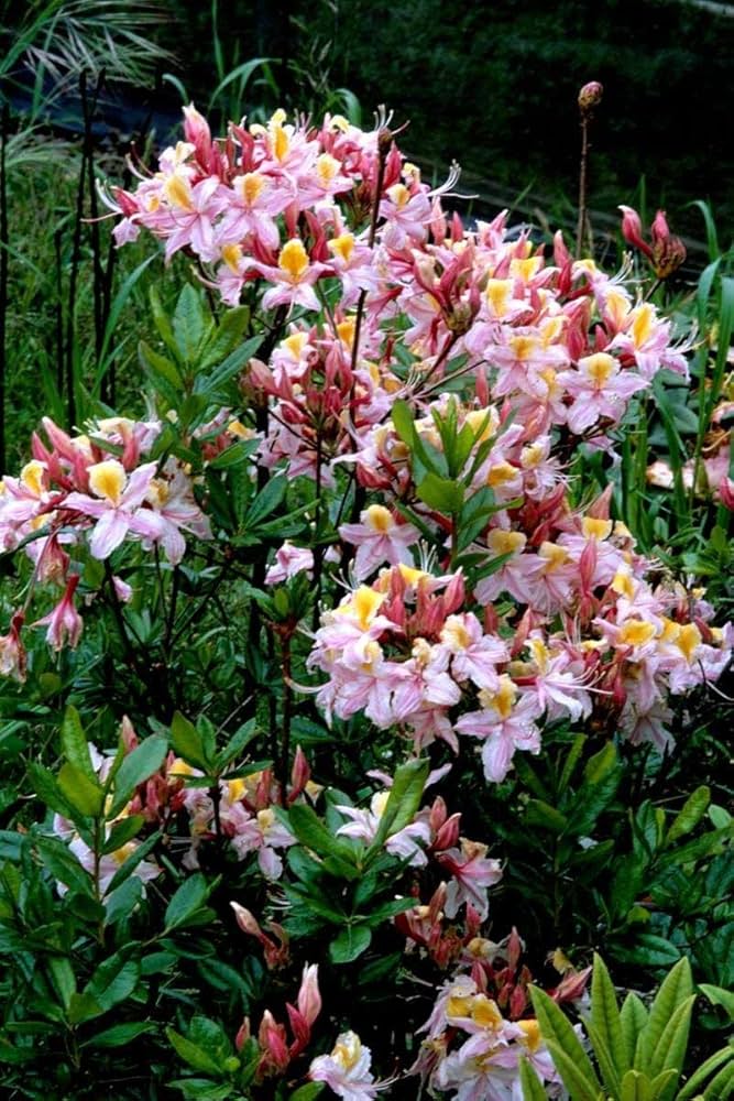 Flower Seeds, Seeds,Seeds For Planting,Plant Seeds