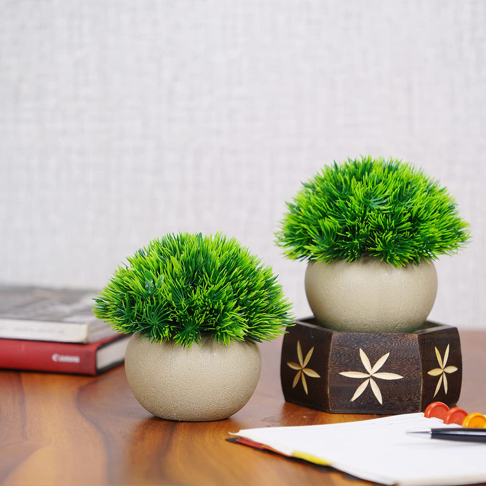 Flower Seeds, Seeds,Seeds For Planting,Plant Seeds