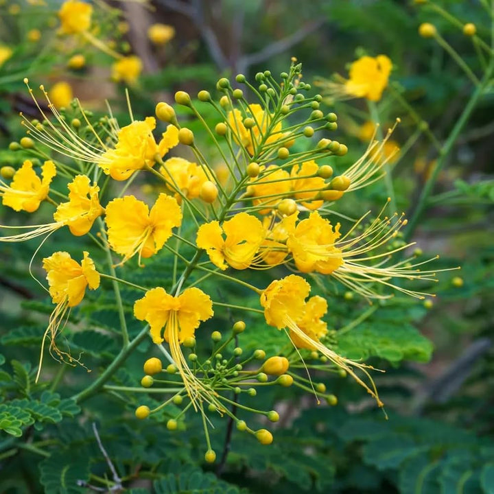 Yellow Caesalpinia Flower Seeds – Heirloom, Non-GMO Organic Garden Seeds for Planting, High Germination