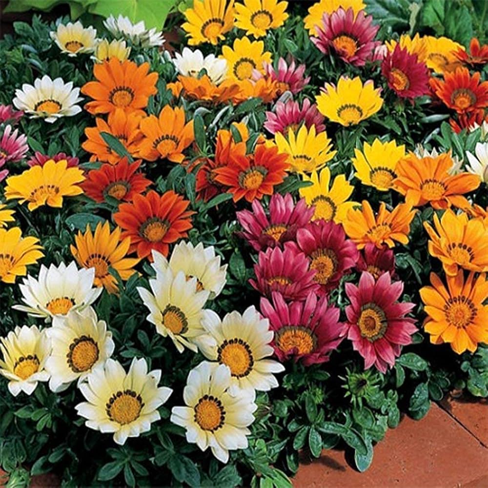 Gazania Flower Seeds for Planting Mixed Colour – Long Bloom, Heirloom, Non-GMO, High Germination Organic Seeds