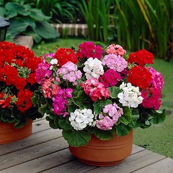 Geranium Perennial Red Mix Flower Seeds for Planting – Heirloom, Non-GMO, High Germination Organic Garden Seeds