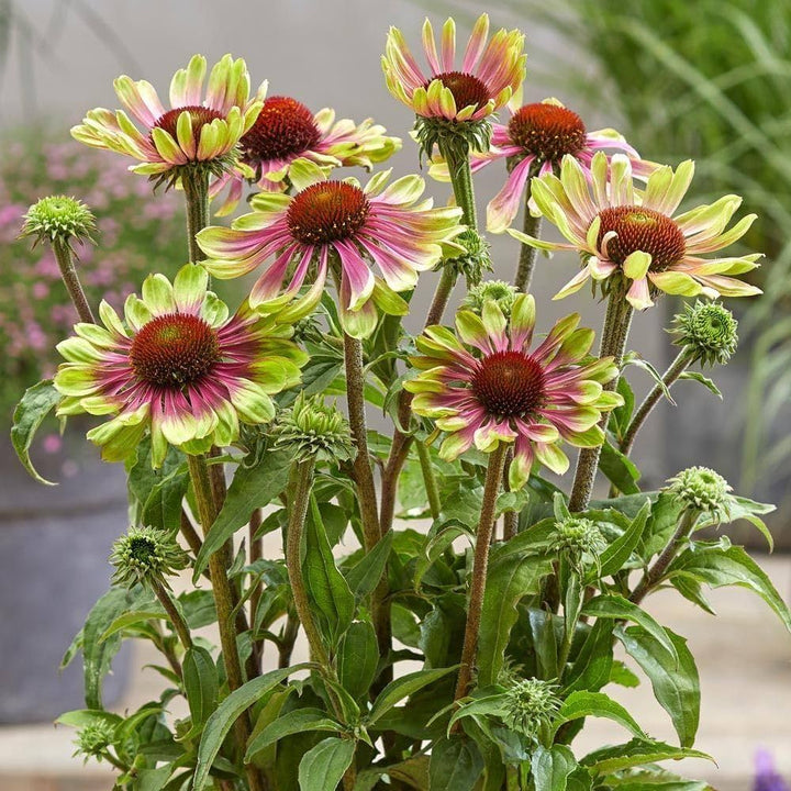 Green ConeFlower Seeds for Planting – Heirloom Non-GMO Perfect for Borders Organic Garden Seeds