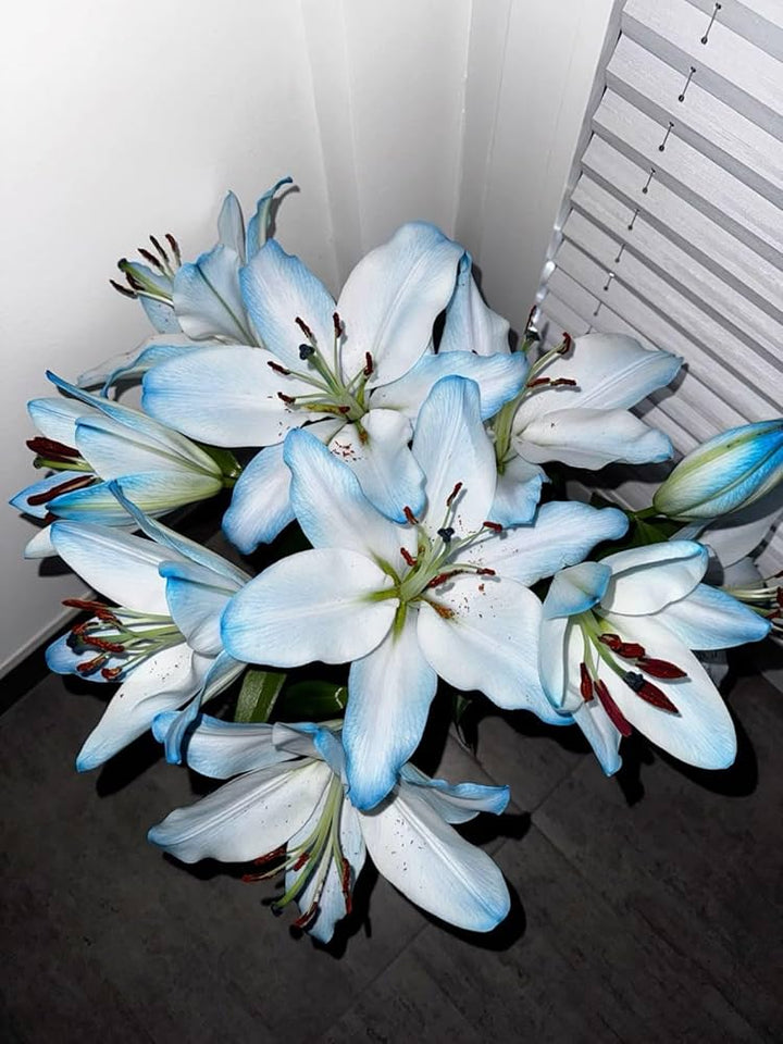Blue White Lilium Flower Seeds for Planting – Heirloom Non-GMO, High Germination Organic Garden Seeds