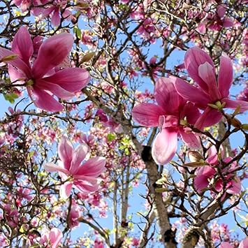 Flower Seeds, Seeds,Seeds For Planting,Plant Seeds