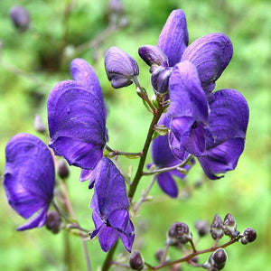 Flower Seeds, Seeds,Seeds For Planting,Plant Seeds