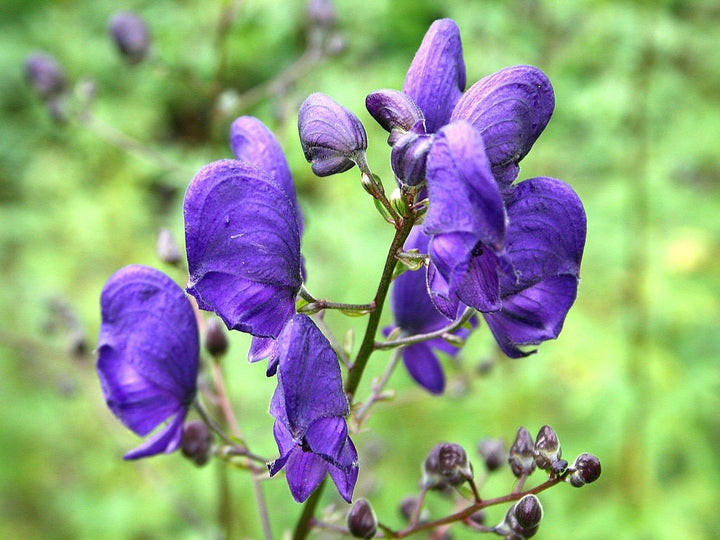 Flower Seeds, Seeds,Seeds For Planting,Plant Seeds