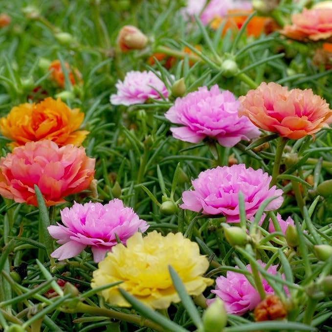 Mixed Mexican-Rose Heirloom Flower Seeds for Planting – Non-GMO, High Germination Organic Garden Seeds