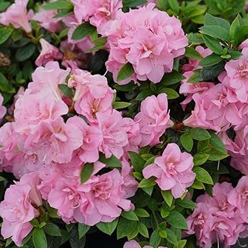 Pink Azalea Perennial Flower seeds for Planting – Seasonal Bloomer, Heirloom & GMO Free Seeds for Home Garden Non-GMO
