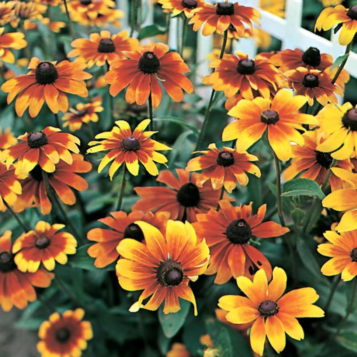 Orange Rudbeckia Flower Seeds for Planting – Heirloom, Non-GMO, Organic Garden Seeds, High Germination