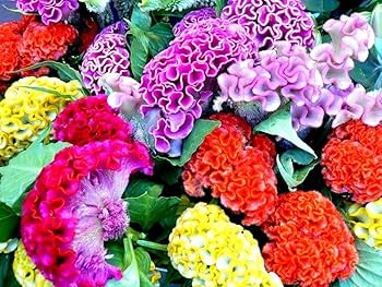 Heirloom Celosia Flower Seeds for Planting – Easy to Grow, Non-GMO, High Germination Home Garden Seeds