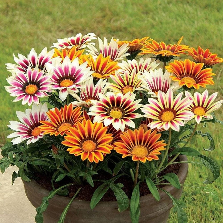 Giant Gazania Flower Seeds for Planting – Heirloom Non-GMO, High Germination Organic Garden Seeds