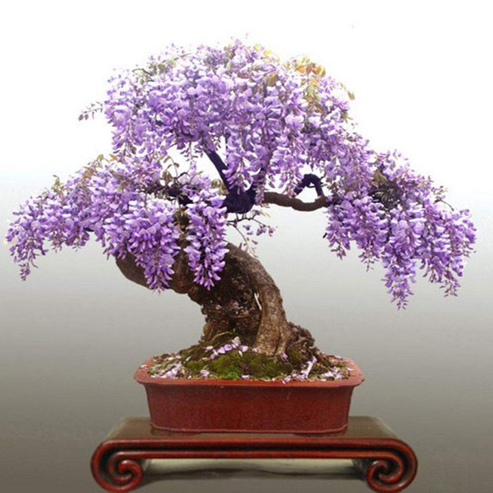 Violet Simsii Bonsai Flower Seeds for Planting - Heirloom, Non-GMO, Organic Garden Seeds, High Germination