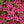 Flower Seeds, Seeds,Seeds For Planting,Plant Seeds