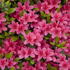 Flower Seeds, Seeds,Seeds For Planting,Plant Seeds