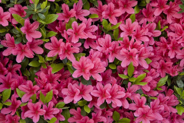 Flower Seeds, Seeds,Seeds For Planting,Plant Seeds