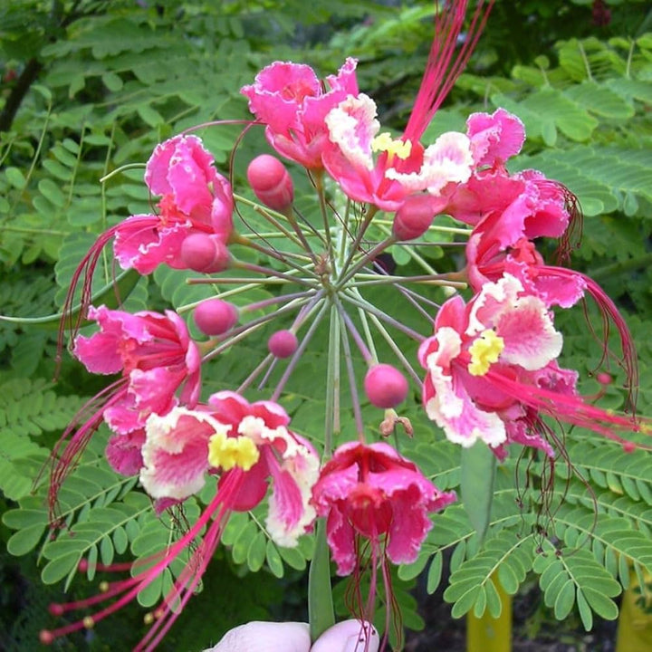 Pink Caesalpinia Flower Seeds for Planting - Heirloom, Non-GMO, Pollinator-Friendly Organic Garden Seeds