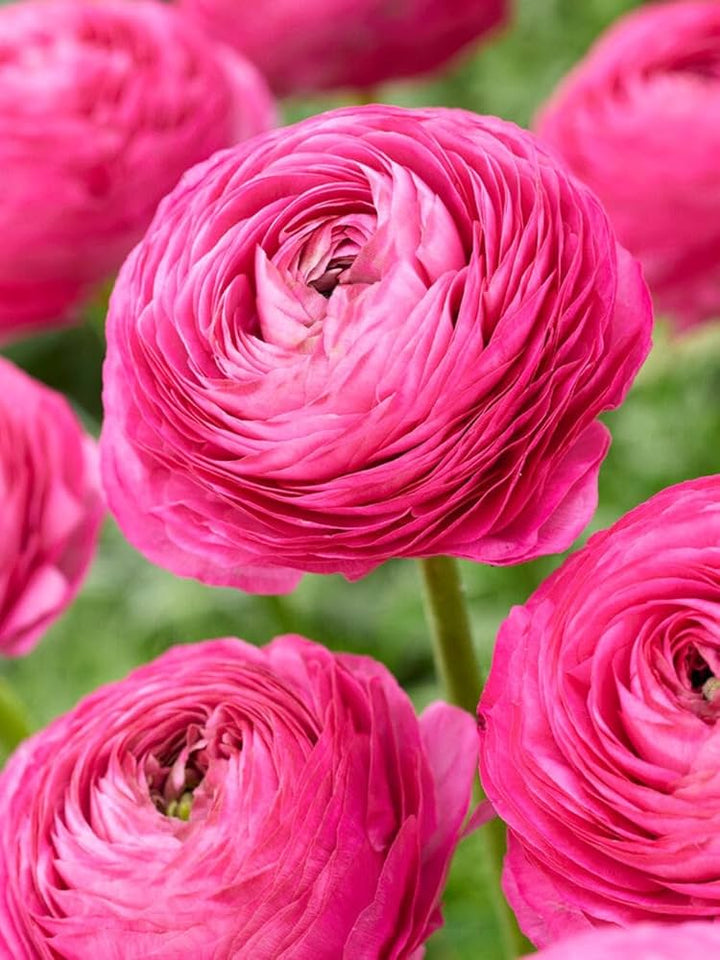 Light Pink Ranunculus Flower Seeds for Planting – Heirloom, Non-GMO, Organic Garden Seeds, High Germination