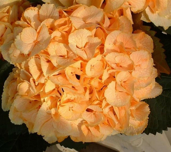 Flower Seeds, Seeds,Seeds For Planting,Plant Seeds
