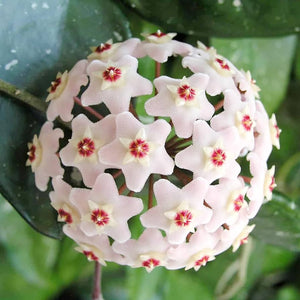 Flower Seeds, Seeds,Seeds For Planting,Plant Seeds