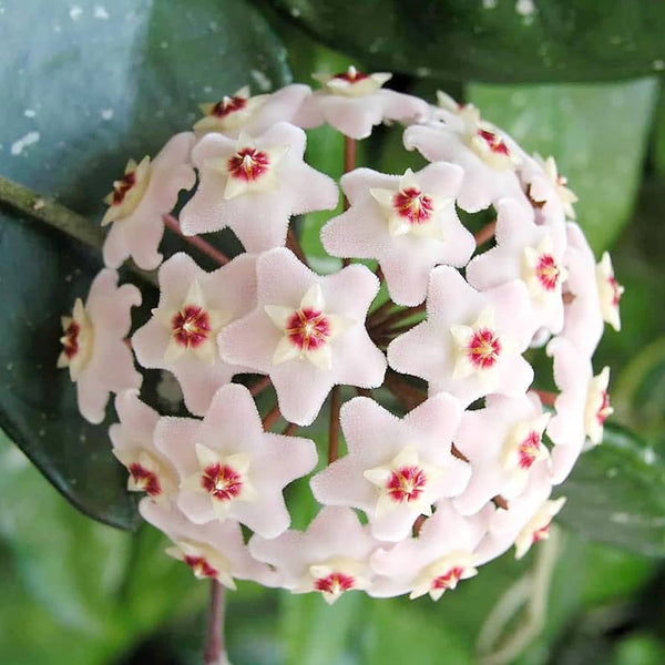 Flower Seeds, Seeds,Seeds For Planting,Plant Seeds