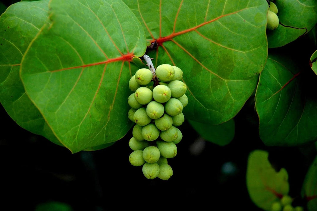 Fruit Seeds,Garden seeds, Seeds For Planting,Plant Seeds