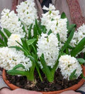 White Hyacinthus Orientalis Flower Seeds for Planting – Heirloom, Non-GMO, High Germination Garden Seeds