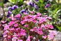 Pink Saxifraga Flower Seeds – Heirloom, Non-GMO, Colorful Display