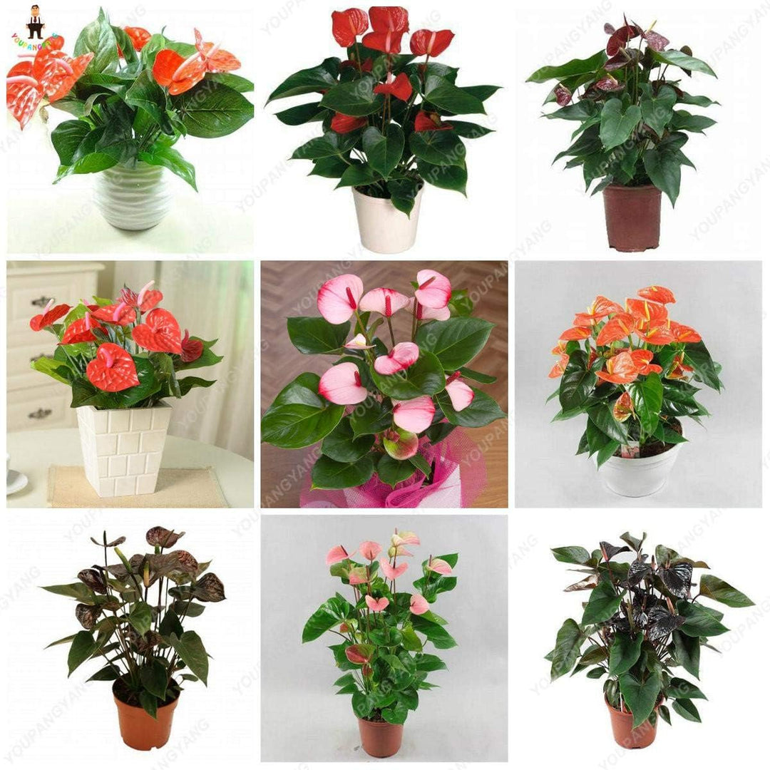 Flower Seeds, Seeds,Seeds For Planting,Plant Seeds