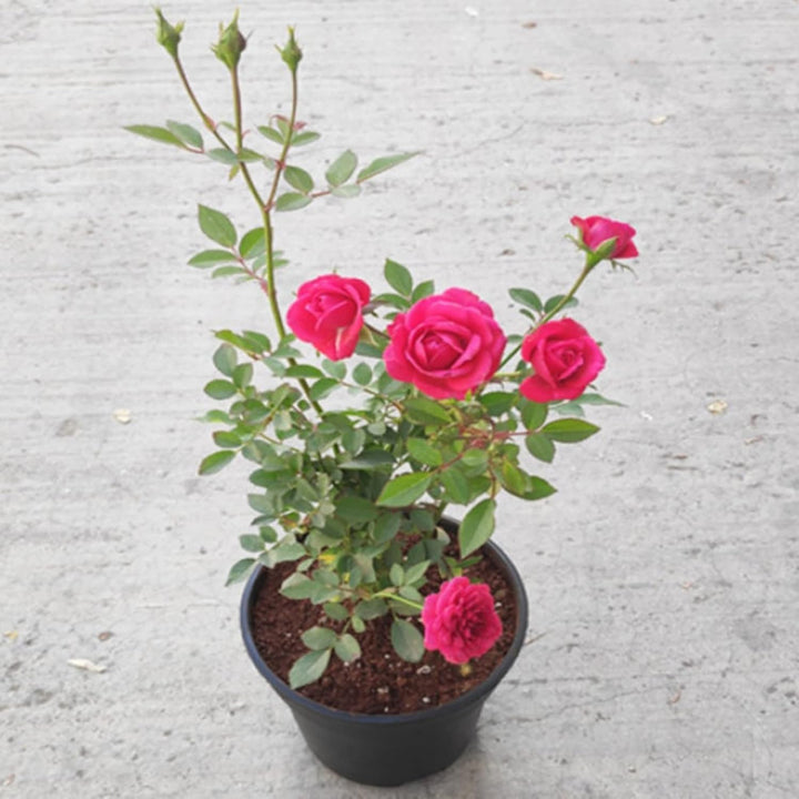 Rose Balcony Flower Seeds for Planting - Fragrant Blossoms, Heirloom & Non-GMO High Germination Organic Garden Seeds