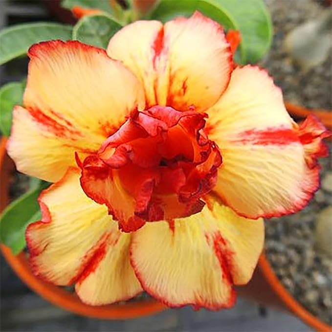 Flower Seeds, Seeds,Seeds For Planting,Plant Seeds