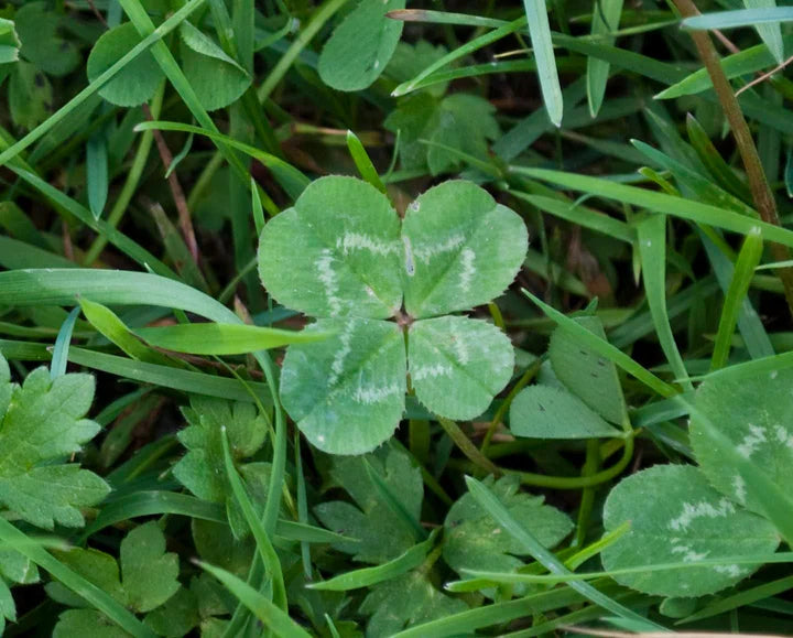 Dark Green Four Leaf Clover Seeds for Planting – Colorful Display Heirloom Non-GMO Garden Seeds