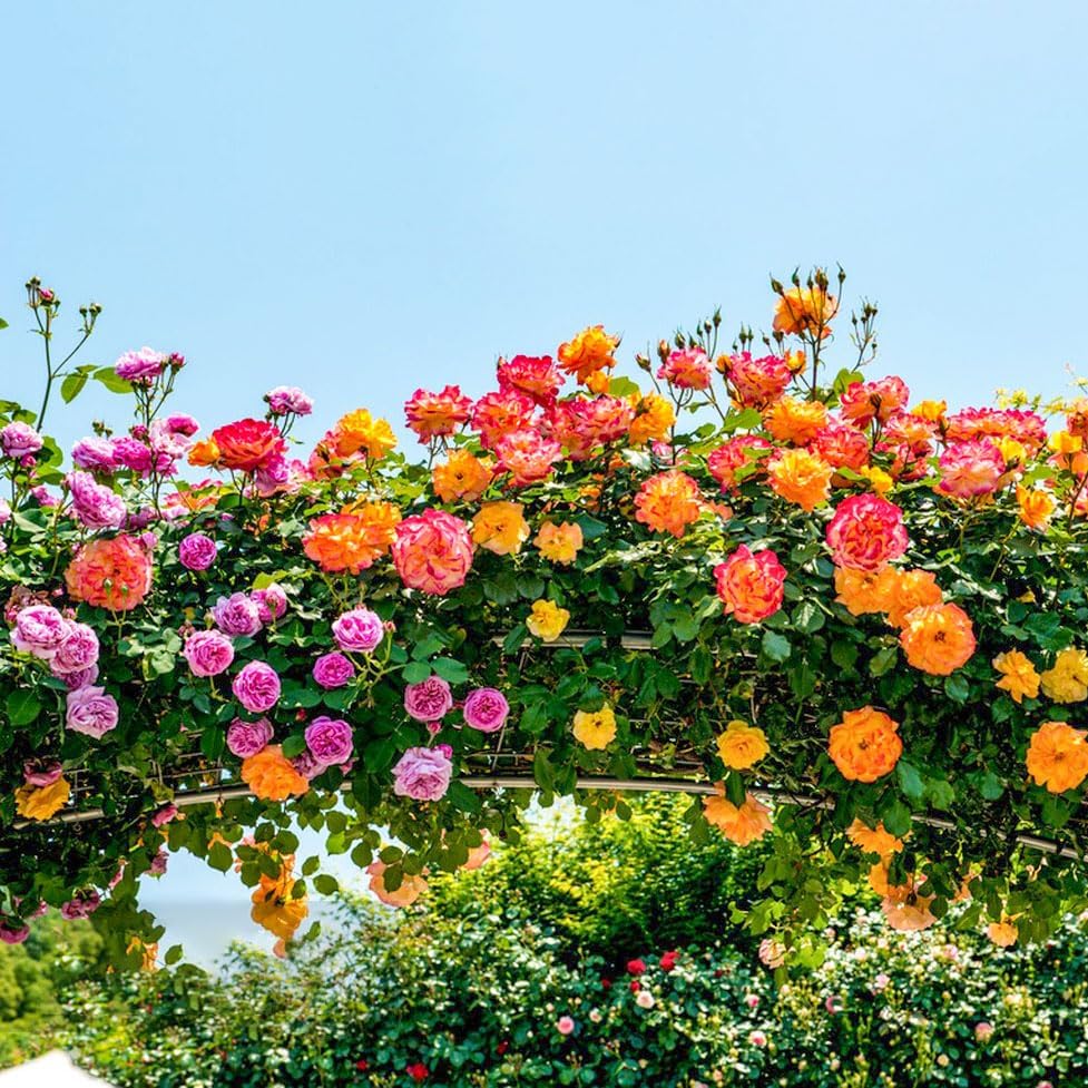 Mixed Color Climbing Rose Flower Seeds for Planting – Heirloom, Non-GMO, High Germination Garden Favorite