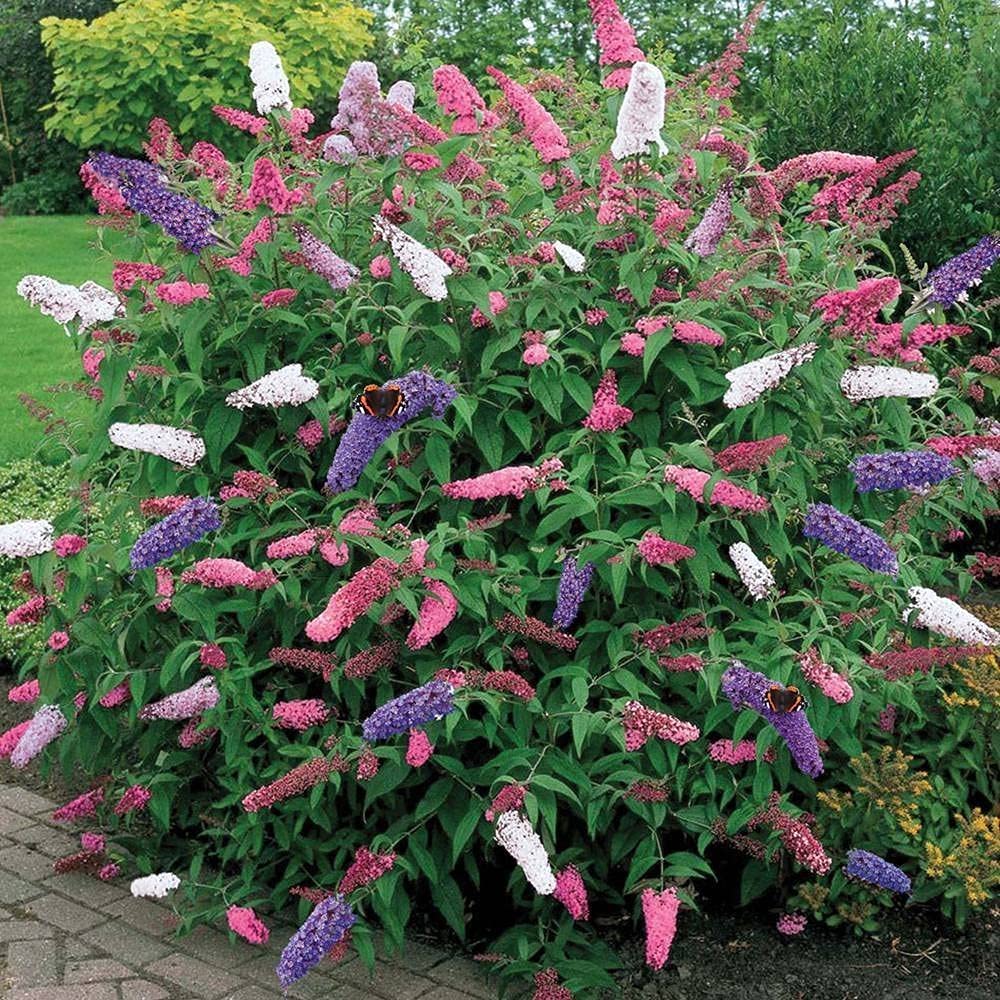 Mixed Butterfly Bush Flower Seeds for Planting – Heirloom Non-GMO, High Germination Organic Garden Seeds