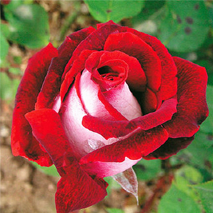 Red Mix Ruby Rose Flower Seeds for Planting - Heirloom, Non-GMO, Organic Garden Seeds, High Germination