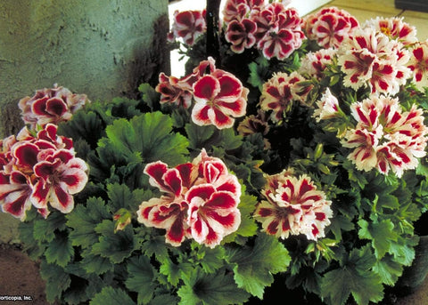Flower Seeds, Seeds,Seeds For Planting,Plant Seeds