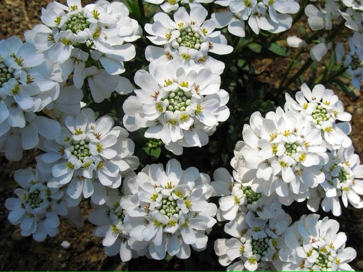 White Candytuf Flower Seeds for Planting – Heirloom Non-GMO, High Germination Organic Garden Seeds