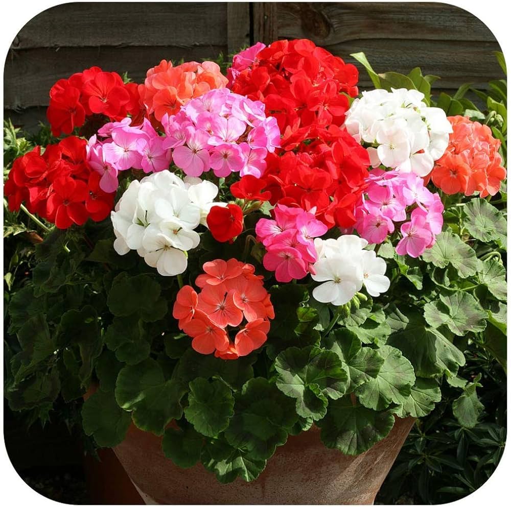 Multi-Colour Geranium Pelargonium Flower Seeds for Planting – Heirloom, Non-GMO, High Germination Variety