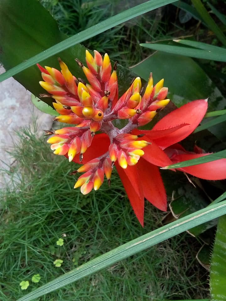 Orange Bromeliad Tillandsia Bulbosa Flower Seeds for Planting | Heirloom Non-GMO High Germination