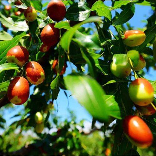 Chico Jujube fruit seeds for planting - Heirloom & Non-GMO garden seeds for sweet backyard trees