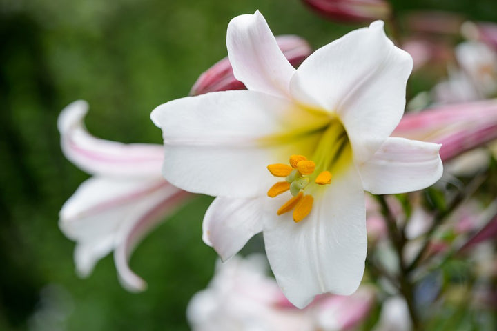 White Rich Aroma Flower Seeds for Planting – Heirloom Non-GMO, High Germination Organic Garden Seeds