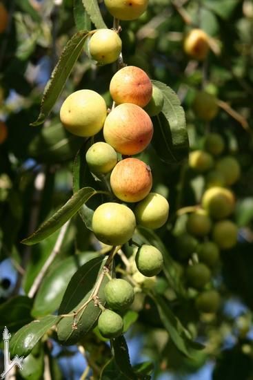 Christ’s Thorn Jujube fruit seeds for planting - Heirloom & Non-GMO garden seeds for sweet nutritious trees