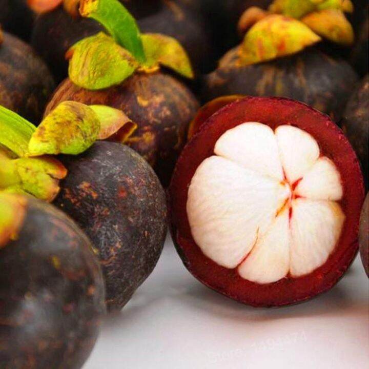 Mangosteen fruit seeds for planting – Heirloom & Non-GMO Garden seeds
