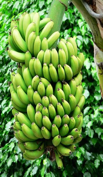 Raw Banana Plantain Fruit seeds – Heirloom, Non-GMO seeds for Planting Juicy Indoor Garden Trees