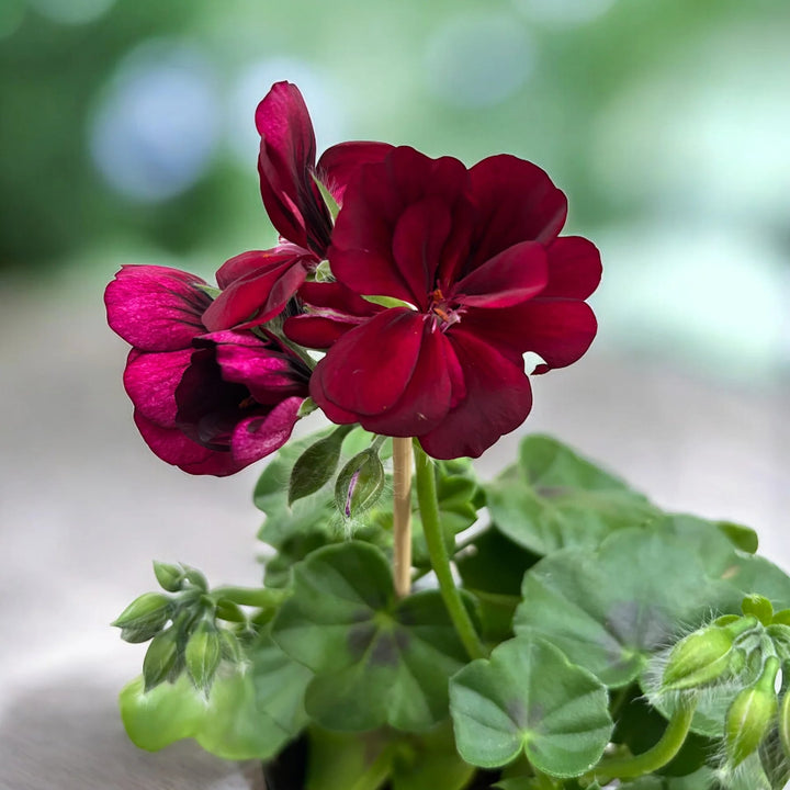 Maroon Red Pelargonium Peltatum Flower Seeds for Planting – Heirloom, Non-GMO, Premium High Germination Seeds